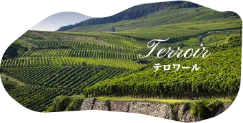 ワイン界の宝を体感できる